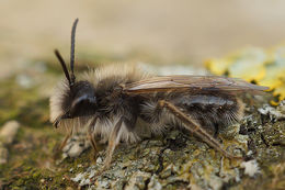 Image of Andrena nycthemera Imhoff 1868