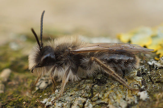 Andrena nycthemera Imhoff 1868 resmi