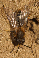 Image of Clark's Andrena
