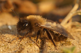 Image of Andrena nycthemera Imhoff 1868