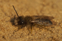 Image of Andrena nycthemera Imhoff 1868