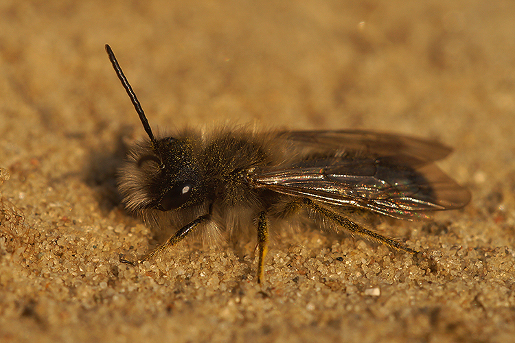 Image of Andrena nycthemera Imhoff 1868