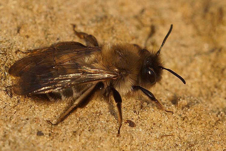 Image of Andrena nycthemera Imhoff 1868