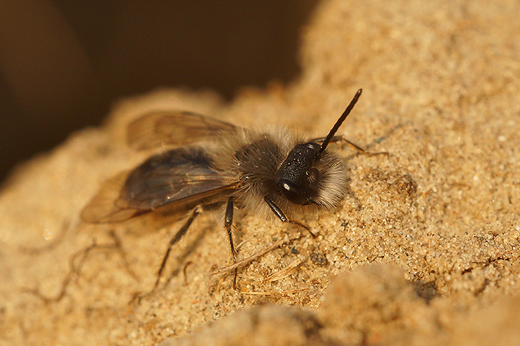 Image of Andrena nycthemera Imhoff 1868