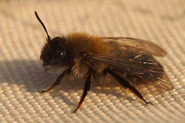 Image of Andrena nycthemera Imhoff 1868