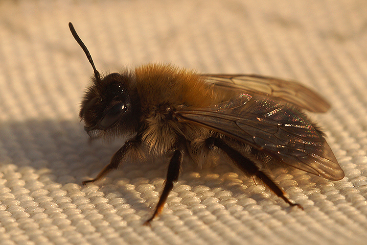 Image of Andrena nycthemera Imhoff 1868