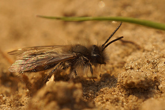 Andrena nycthemera Imhoff 1868 resmi