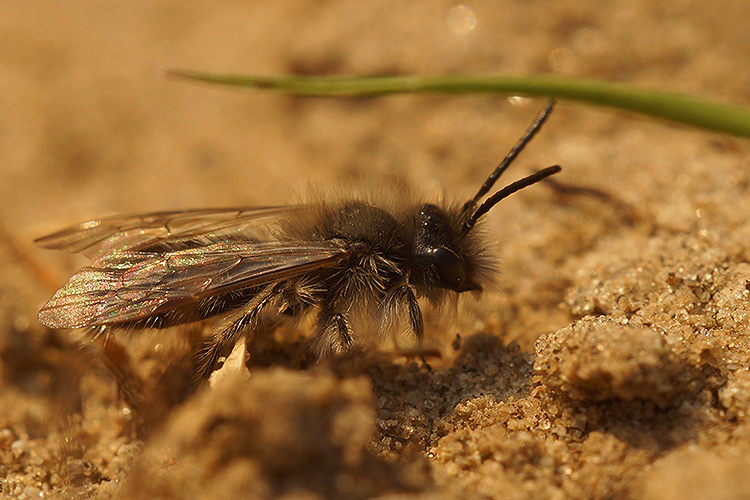 Image of Andrena nycthemera Imhoff 1868