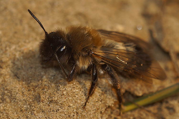 Image of Andrena nycthemera Imhoff 1868