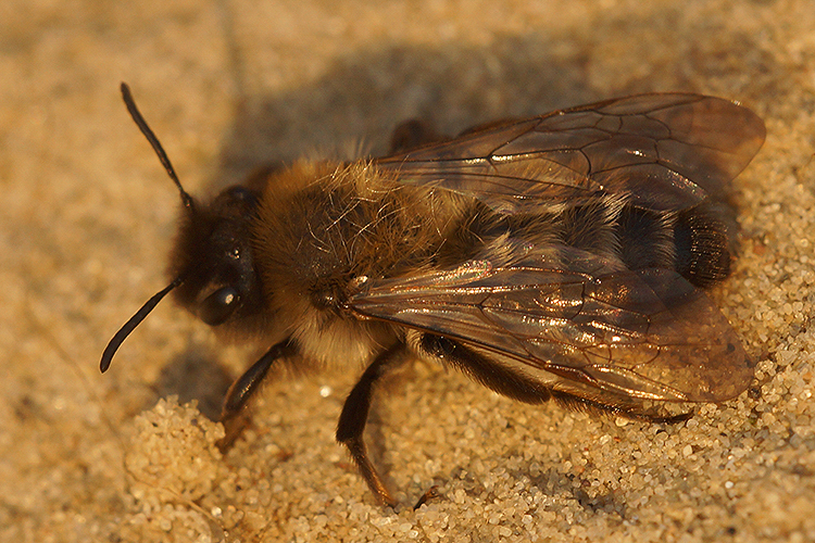 Image of Andrena nycthemera Imhoff 1868