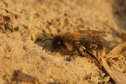 Image of Andrena nycthemera Imhoff 1868