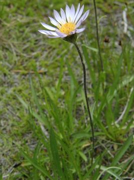 Image of tundra aster