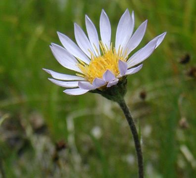 Image of tundra aster