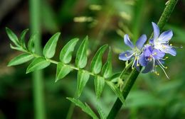 Слика од Polemonium occidentale Greene