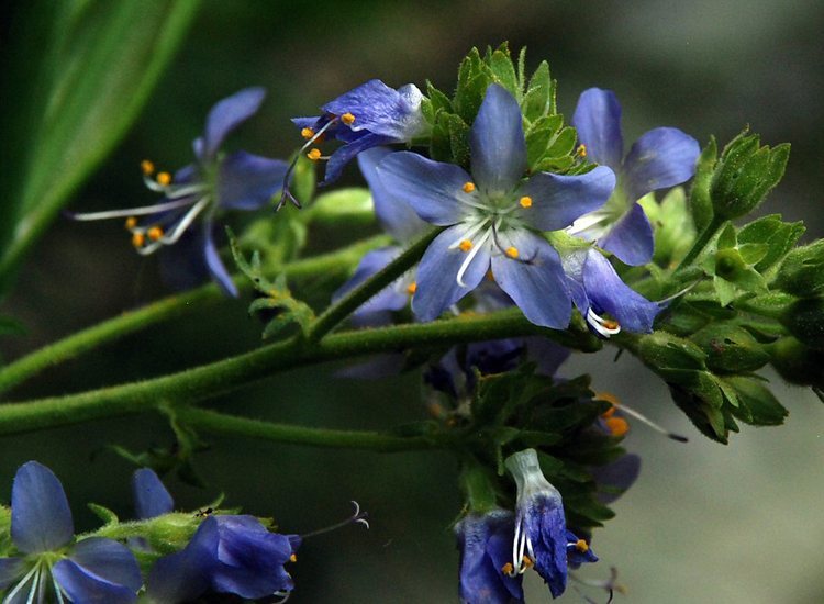 Слика од Polemonium occidentale Greene