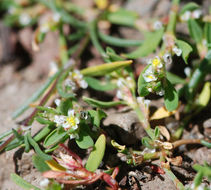 <i>Polygonum aviculare</i> ssp. <i>depressum</i>的圖片