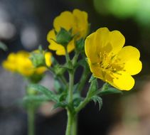 Слика од Potentilla drummondii Lehm.