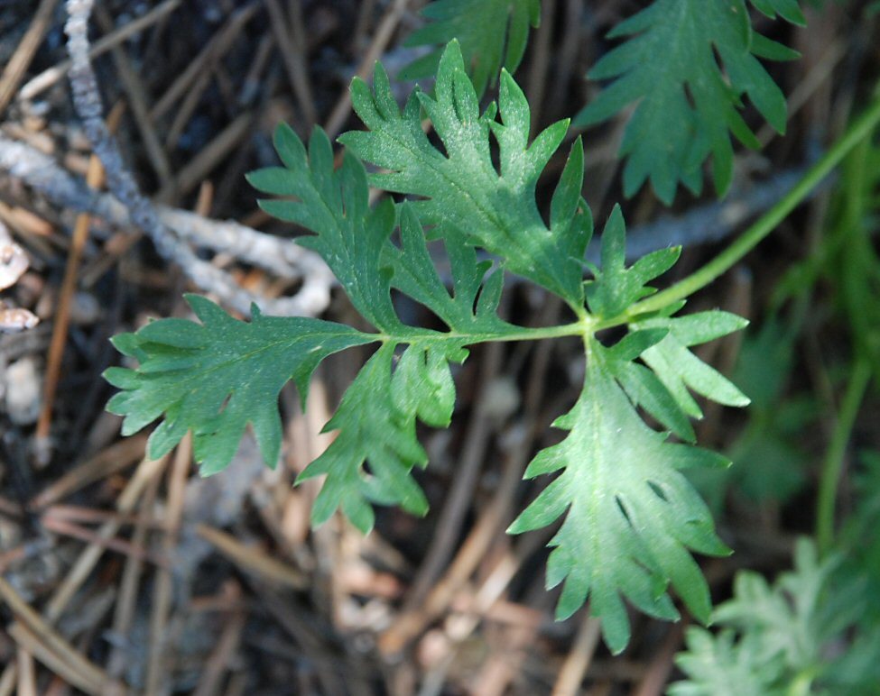 Слика од Potentilla drummondii Lehm.