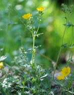 Image of Drummond's cinquefoil