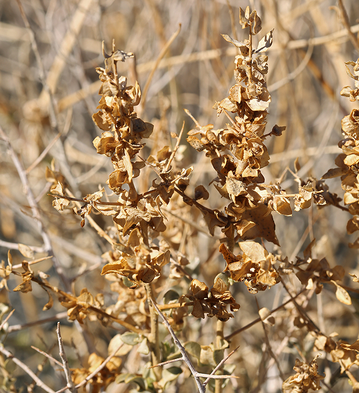 Слика од Atriplex confertifolia (Torr. & Frem.) S. Wats.