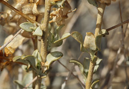 Image of shadscale saltbush