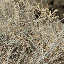 Image of Desert saltbush
