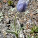 Image of <i>Anemone patens</i> var. <i>multifida</i>