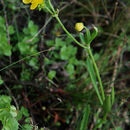 Imagem de <i>Ranunculus flammula</i> var. <i>ovalis</i>