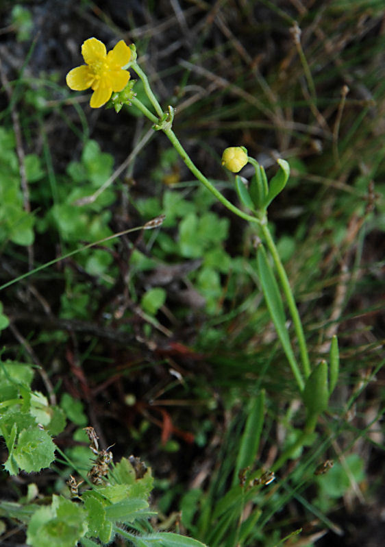 Image of <i>Ranunculus flammula</i> var. <i>ovalis</i>