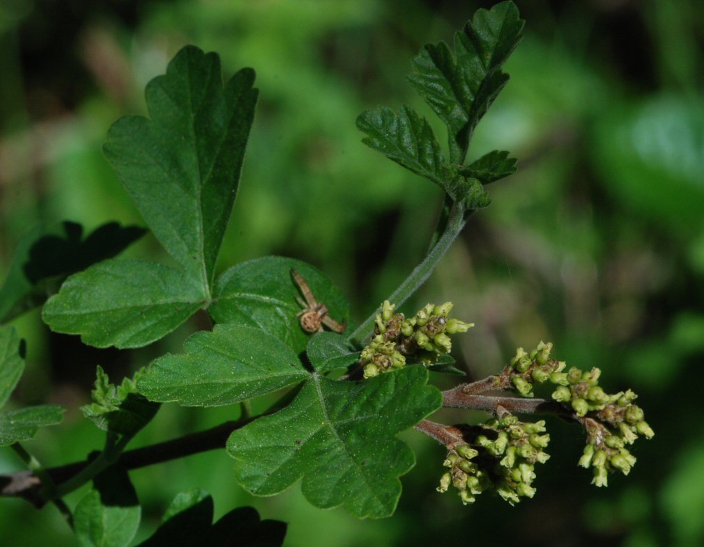 Image of lemonadebush