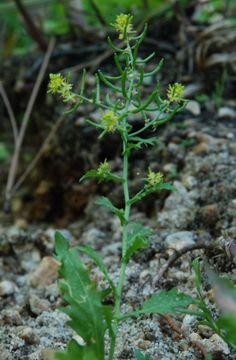 Image of <i>Rorippa palustris</i> var. <i>occidentalis</i>