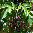 Image of <i>Sambucus melanocarpa</i>