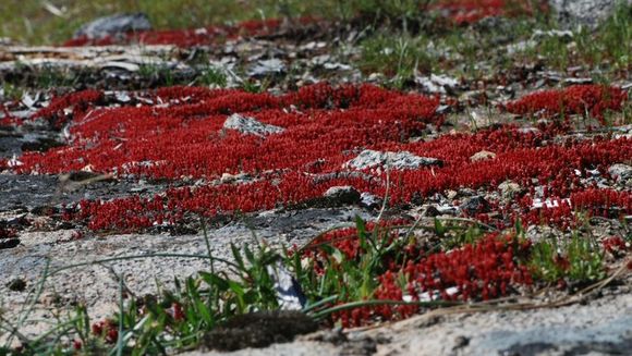 Image of <i>Parvisedum pumilum</i>