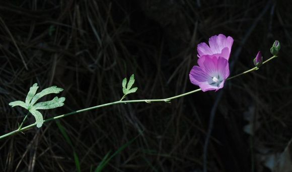 Image of <i>Sidalcea malviflora</i> ssp. <i>asprella</i>