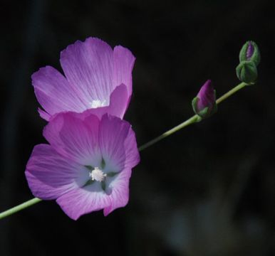 Image of <i>Sidalcea malviflora</i> ssp. <i>asprella</i>