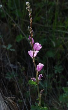 Image of <i>Sidalcea malviflora</i> ssp. <i>asprella</i>