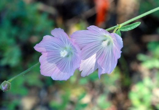 Image of <i>Sidalcea malviflora</i> ssp. <i>asprella</i>