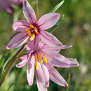 Image of adobe lily