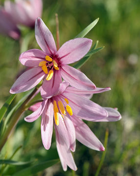 Слика од Fritillaria pluriflora Torr. ex Benth.