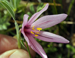 Image of adobe lily