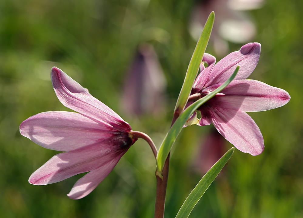 Image of adobe lily