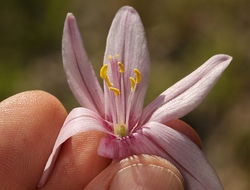 Image of adobe lily