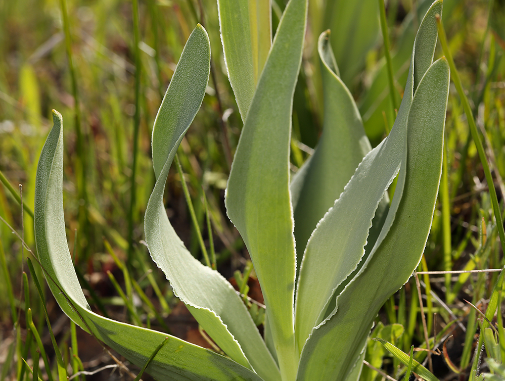 Image of adobe lily