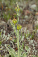 Image of adobe lily