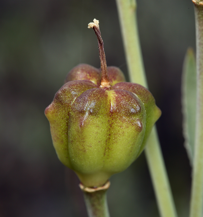 Image of adobe lily