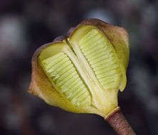 Image of adobe lily