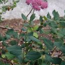 Image of <i>Spiraea densiflora</i>