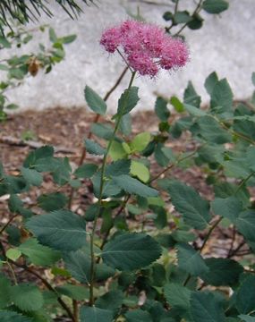 صورة <i>Spiraea densiflora</i>