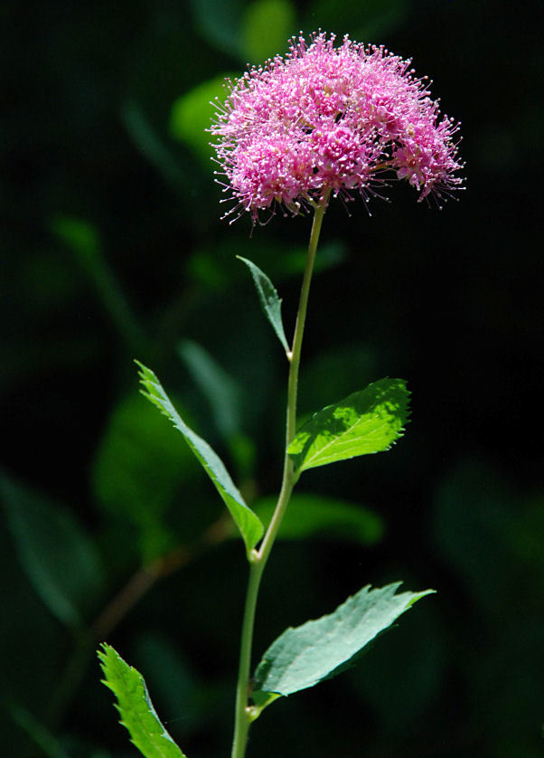 صورة <i>Spiraea densiflora</i>