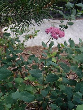 صورة <i>Spiraea densiflora</i>